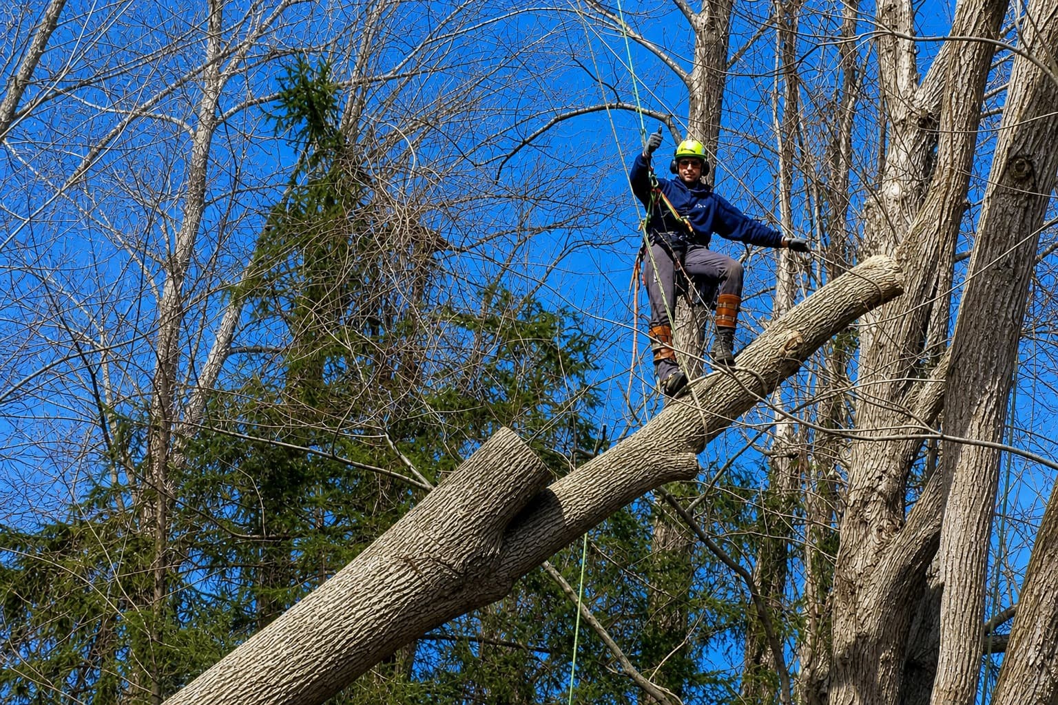 Certified climber removing a large leaning tree section by section near Flemington, New Jersey