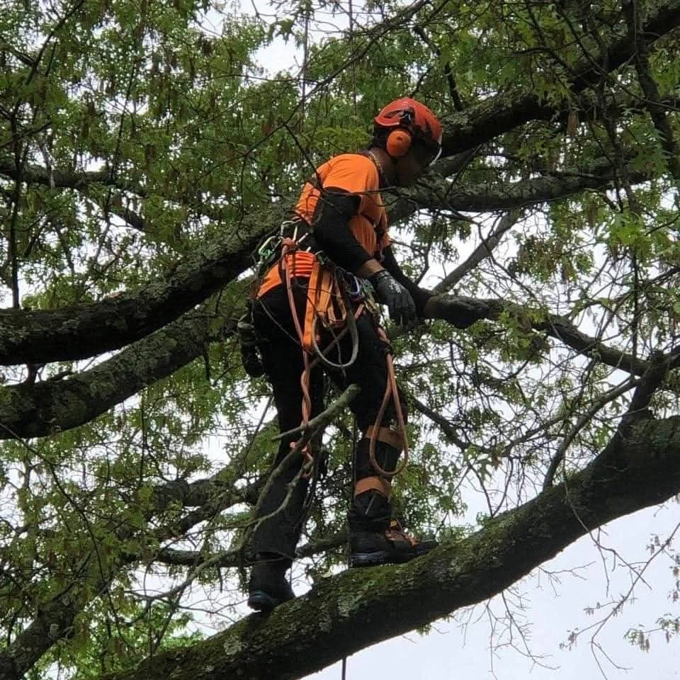 Professional tree climber performing precision trimming in Hunterdon County NJ