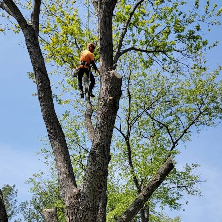 High tree removal by certified arborist in Somerset County NJ